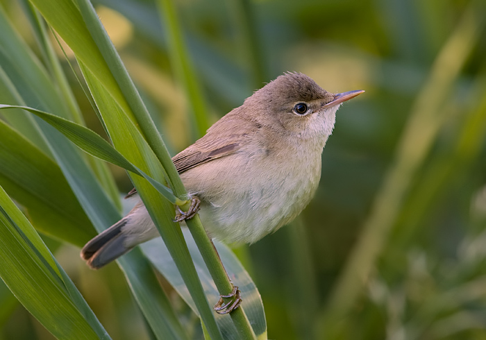 kl.karekiet in het riet. 1.jpg